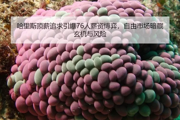 ha-li-si-ding-xin-zhui-qiu-yin-bao-ren-xin-zi-bo-yi-zi-you-shi-chang-an-cang-xuan-ji-yu-feng-xian-2-767.jpg